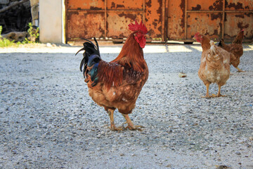 The chicken (Gallus gallus domesticus), a subspecies of the red junglefowl, is a type of domesticated fowl. 