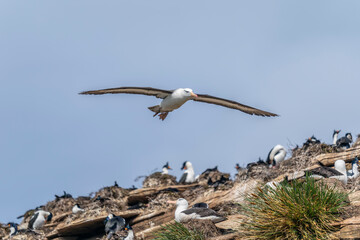 Fototapeta na wymiar The Black-brow Albatross (Diomedea melanophris)