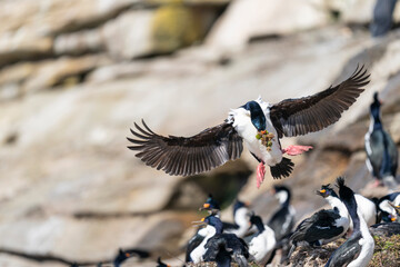 The King Cormorant (Phalacrocorax atriceps)