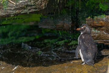 The Rockhopper Penguin (Eudyptes chrysocome)