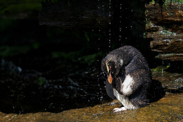 The Rockhopper Penguin (Eudyptes chrysocome)