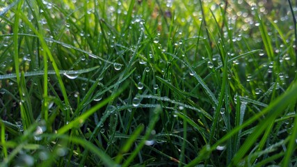 dew drops on grass
