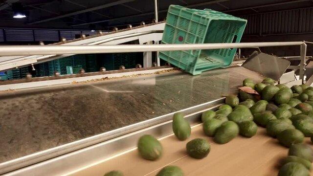 Cajas de aguacate en plantaci&oacute;n con aguacate reci&eacute;n cosechados
