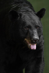 Black Bear Portrait 