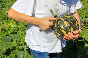 growing, farm, gourd, farmland, raise, vegetable garden, veggies, horticulture, rural, rural garden, ingredient, thanksgiving, green vegetable, field, october, cucurbitaceae, green, plant, autumn, nat