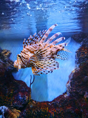 lion fish in aquarium