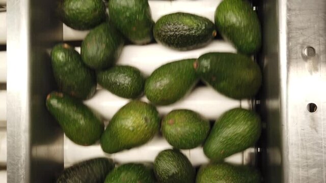 Piezas de aguacate rodando frutos en la l&iacute;nea de envasado
