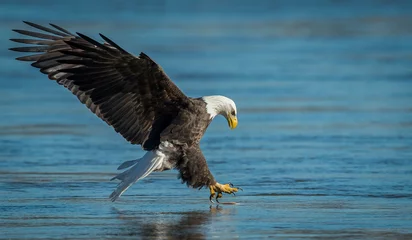 Foto op Plexiglas A bald eagle fishing © Harry Collins
