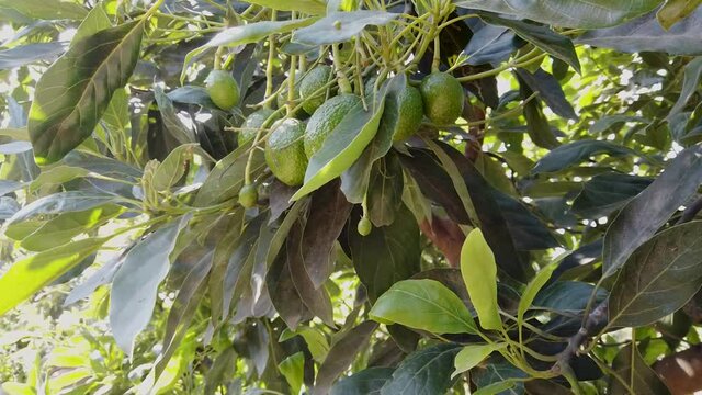 Rama de aguacates naturales colgando en un &aacute;rbol aguacate a la luz del fondo