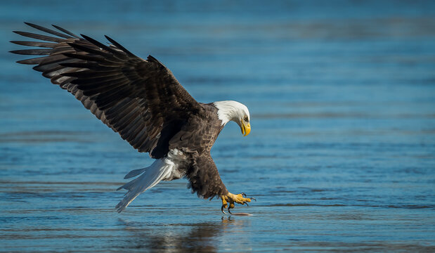 A bald eagle fishing