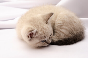 Cute kitten of the Scottish straight breed of ash color