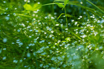 Fototapeta na wymiar A green field with delicate small white blooming flowers. Lightness and greenery. Spring