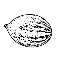 Sweet ripe melon linear drawing on white background