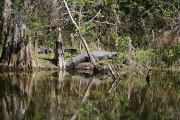Alligator in Everglades National Park, Florida USA