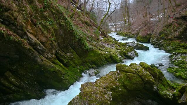 Famous landmark Vintgar gorge in Slovenia. Water flowing downstream in narrow canyon. Rocks covered with green moss in winter season. Wild stream in pristine nature. Static shot, real time, wide shot