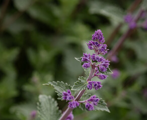 purple flower in garden