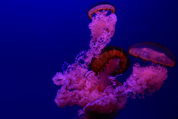 pink purple jellyfish on blue background