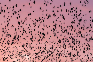 Beautiful large flock of birds in the sunset pink sky