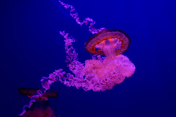 Obraz premium pink purple jellyfish on blue background