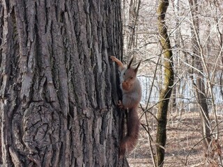 squirrel on a tree