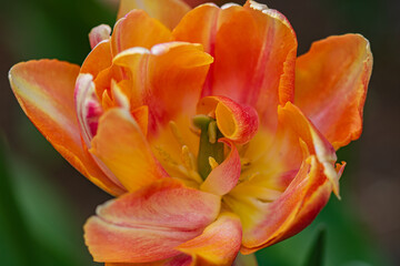 Close up of orange and yellow tulip in full bloom