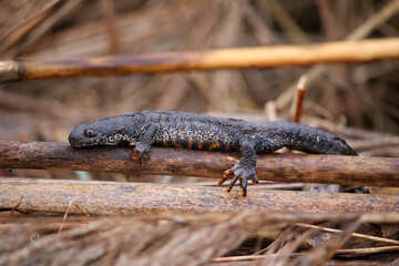 Ein seltener und bedrohter Kammmolch