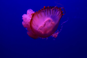 pink purple jellyfish on blue background