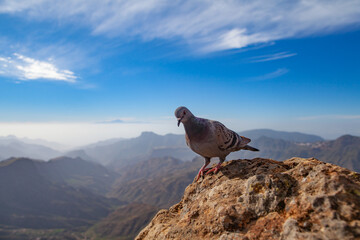 A wild dove on the rock in the Gran Canaria mountains