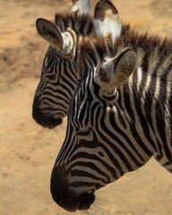Naklejka premium zebra close up