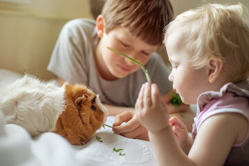 boy feeds guinea pig out of hands. manual animal eats from human hands. child takes care and plays with pet.