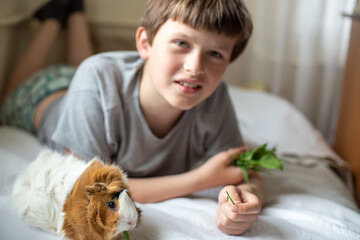 boy feeds guinea pig out of hands. manual animal eats from human hands. child takes care and plays with pet.