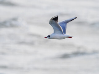 a seagull flies in a storm over the baltic sea