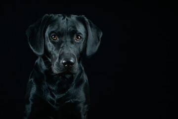 Black Labrador Portrait on black background