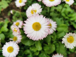Obraz premium daisies in a garden