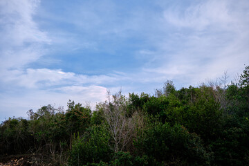 Huge and colorful tree and sky background. Green leaves and purple flowers on it.