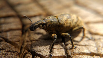 macro: close-up weevil