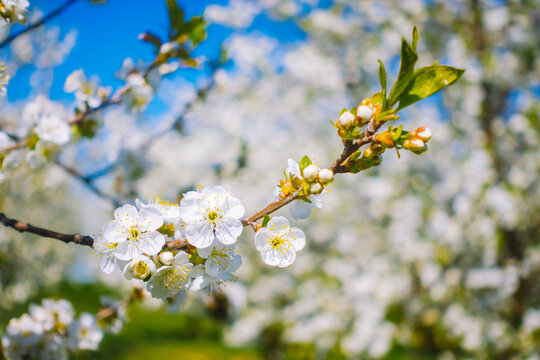 Blossoming cherry tree branch with white flowers on background in sunny day.