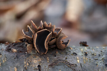 Inedible mushroom Encoelia furfuracea in the floodplain forest. Known as spring hazelcup. Wild mushroom growing on the hazel.