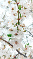 Obraz premium tree in snow-white flowers in spring