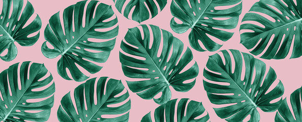 Top view of Monstera leaves on pink background, Summer nature fashion concept