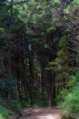 Caminata por el Bosque