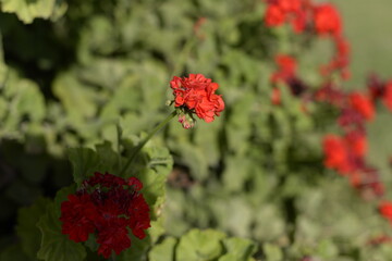 Planta con flor de geranio de color rojo con hojas verdes en Andalucía