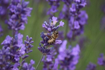 bee on lavender