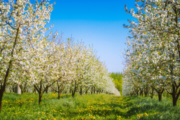 Naklejka premium Charming ornamental garden with blooming lush trees in idyllic sunny day.