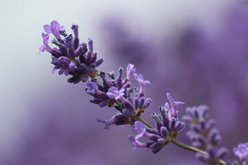 Obraz na płótnie Canvas Lavender