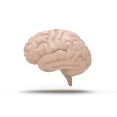 cerveau humain vu de profil sur fond blanc - Rendu 3D