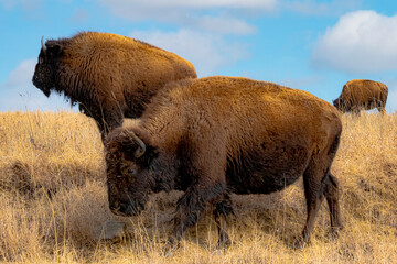 Bison grazing on the grass