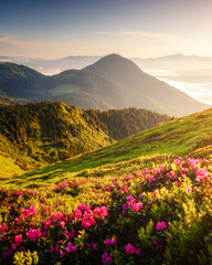 Pink rhododendron flowers on a sunny day. Scenic image of the exotic place.