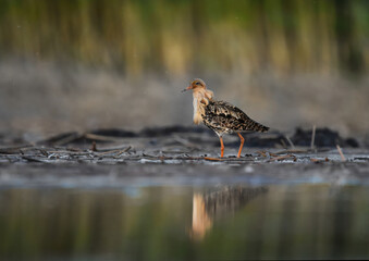 Male ruff (Calidris pugnax) searching food in the wetlands.