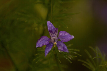 Flor lila mojada